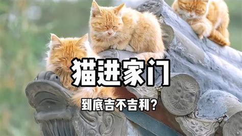 黑猫进家|猫进家门到底吉不吉利